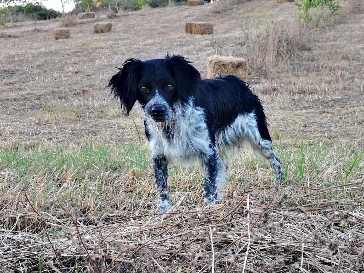 Casole dʼElsa Agriturismo Grecinella מראה חיצוני תמונה